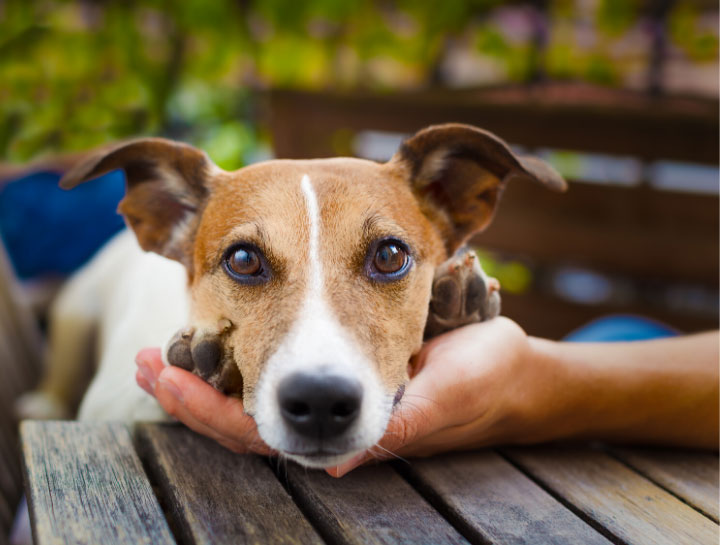 Dog Veterinarian