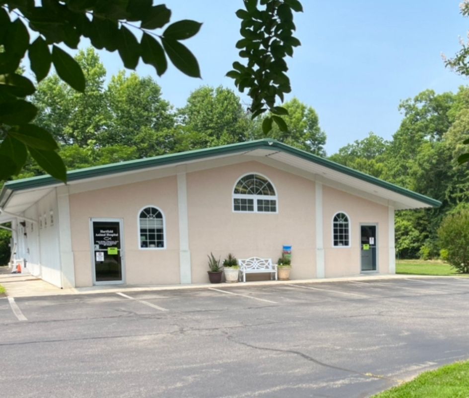 dogs and cats Veterinarians