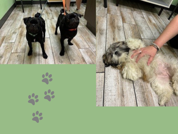 Preventive Care for Dogs