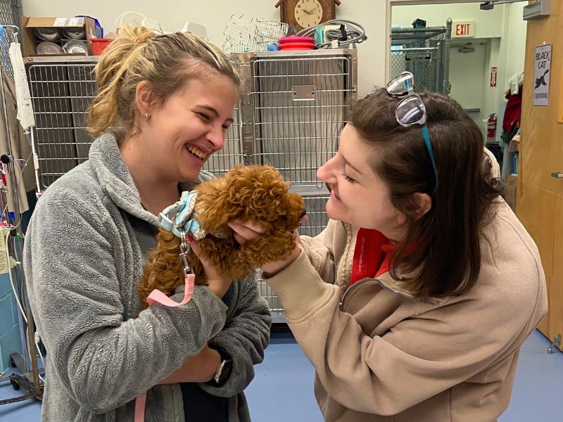 Veterinary Jobs in VA