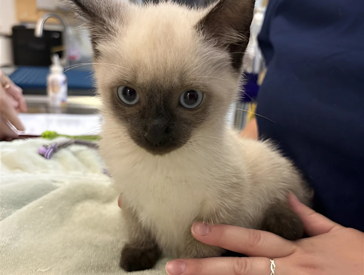 Puppy & Kitten Care 