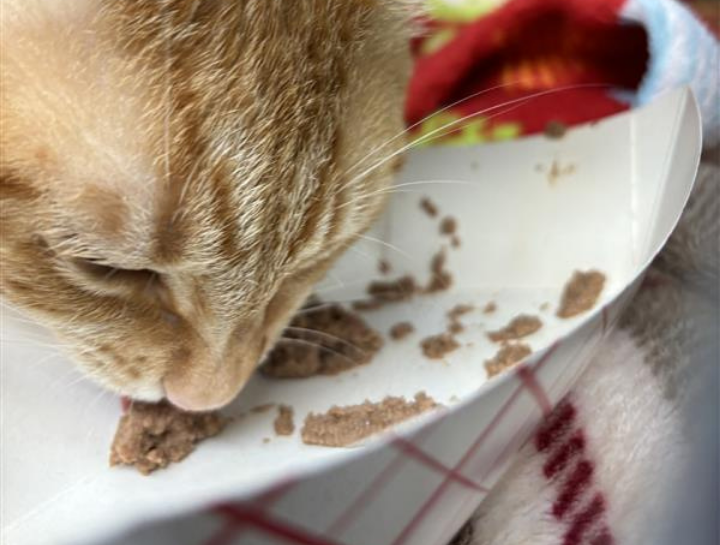 Pet Nutrition