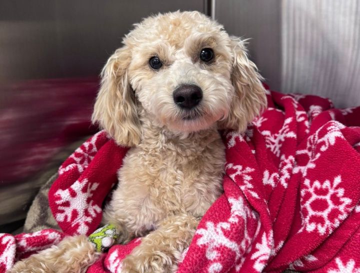 Spay & Neuter Procedures